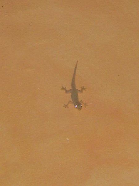 2007 07 18 BALI 058.jpg